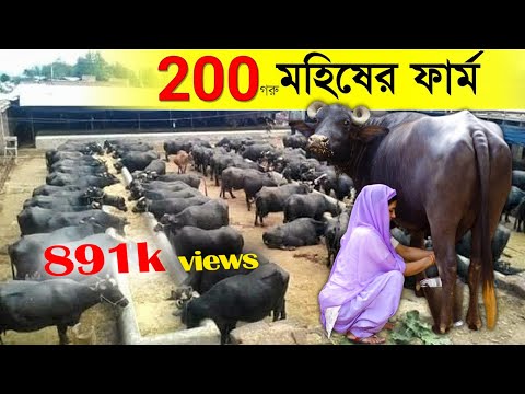 200 গরু মহিষের ফার্ম | Buffalo Farm | Cow farm | Dairy Farming in west bengal | Tata Yodha 2.0