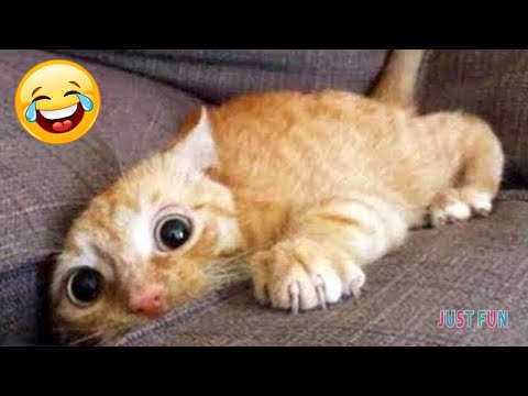 Videos De Risa De Animales 😂 Gatos Graciosos – Momentos Divertidos De Gatos y Perros Chistosos #4