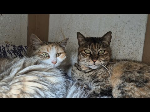 Poor stray cats cuddle and sleep to avoid the cold.