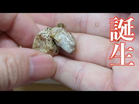 う、産まれた…！