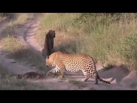 Amazing The Smart Leopards Hunt Their Prey