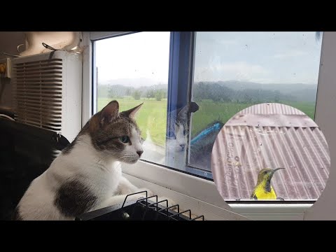 Cats: Bird investigators on duty