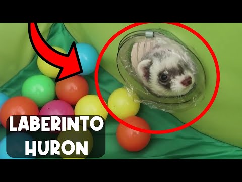 HACEMOS LOS MEJORES LABERINTOS PARA NUESTRO BEBÉ HURON !! LYNA Y DANI