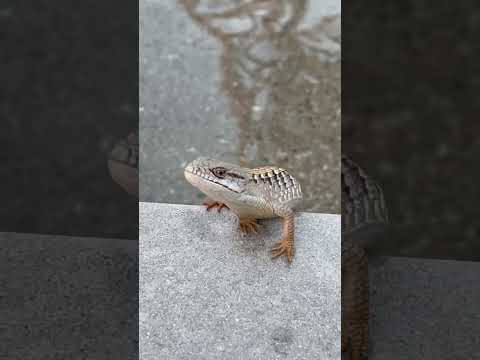 We found an alligator lizard! #california #alligator #lizard #reptiles