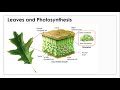 Photosynthesis and Cellular Respiration Concepts