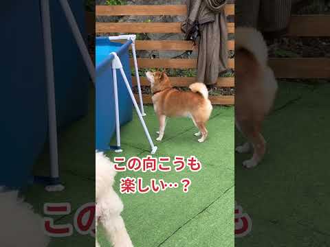 陰キャのプロ過ぎる。 #柴犬 #柴犬ロック #柴犬ボブ