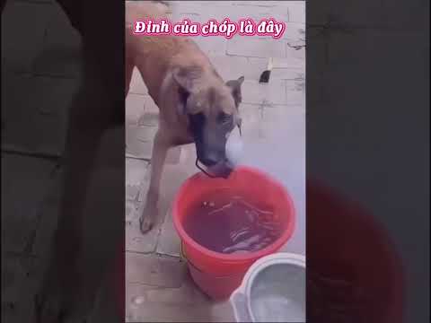 Nuôi em nó cũng đáng đồng tiền bát gạo, bạn thấy sao?