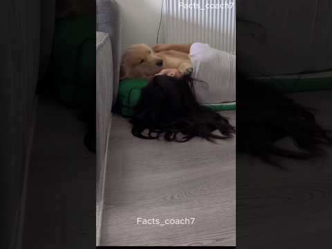 This Adorable Golden Retriever Will Steal Your Heart ❤️🐾