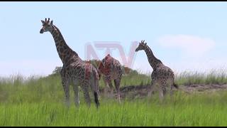 YouTube video thumbnail: Uganda Reports Steady Increase in Population Growth
