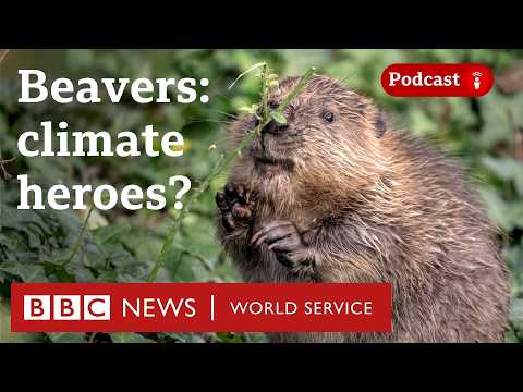 YouTube video thumbnail: Could Beavers Help us Protect the Planet?