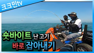 마량포구 광어 우럭 다운샷 보트 낚시