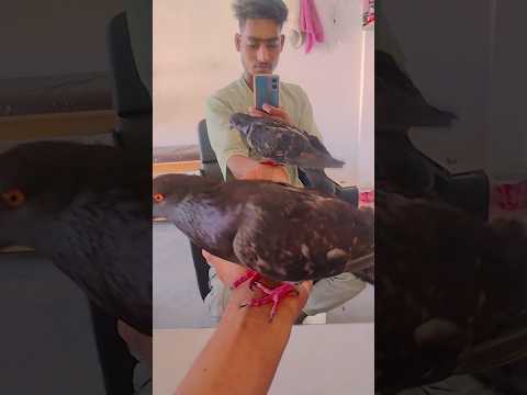 #🕊️🕊️🕊️