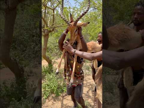 Hadzabe happy day succeed to bring back antelope for family o
