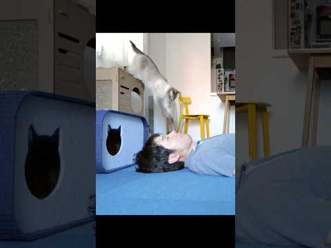 猫のいる部屋で昼寝をした結果…