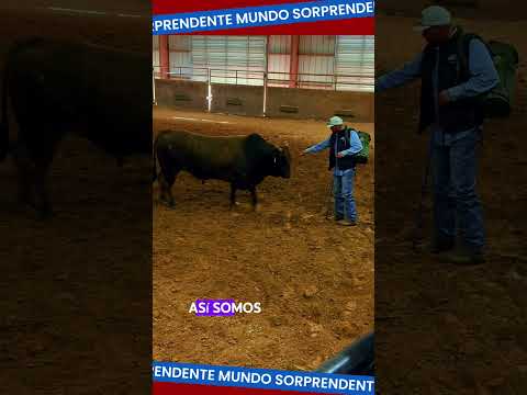 El toro, imponente y bravo, reacciona según el trato que recibe.