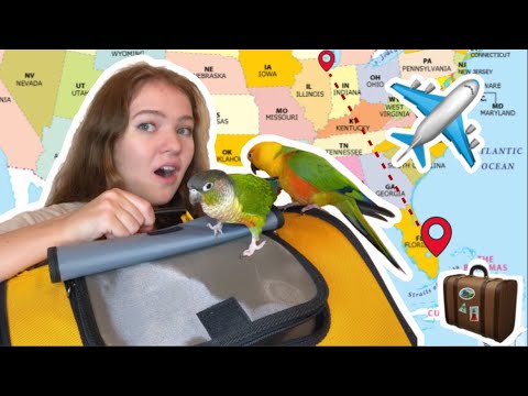 How to Travel with Your Bird! | Carrier Training & Flying with My 7 Parrots