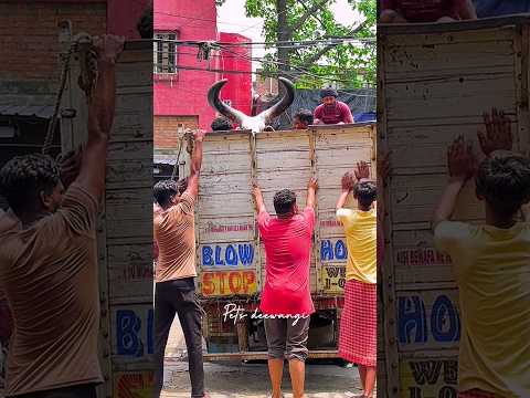 Biggest kankrej OX attack during unloading 2024 #kankarej #kankrej #kankraj #shorts #viral #trending