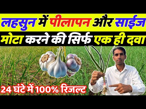 लहसुन में पीलापन दूर और साइज मोटा करने की दवा | Lahsun me pilapan | Lahsun ki kheti | Lahsun ka size