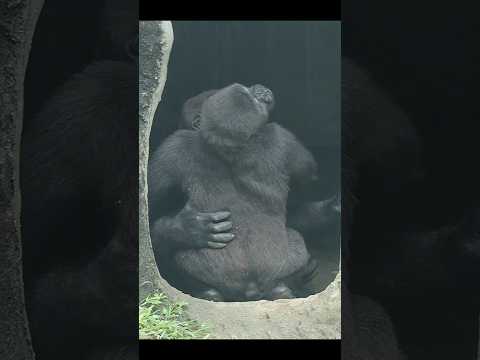 gorilla brotherly love 💕🥰💕 #gorillatag #金剛猩猩 #台北市立動物園 #shorts