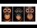 Legal Personhood and Animal Rights
