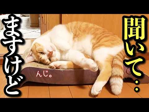 寝たふりして夫婦の会話をしっかり聞いてる猫【父を隠し撮り】