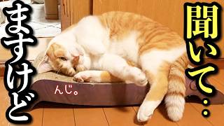 寝たふりして夫婦の会話をしっかり聞いてる猫【父を隠し撮り】