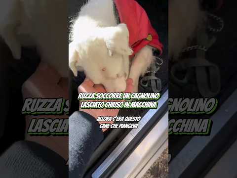 Ruzza ministro del Benessere❤️‍🩹@RuzzaLorenzo #ruzzaorologi #cane #soccorso