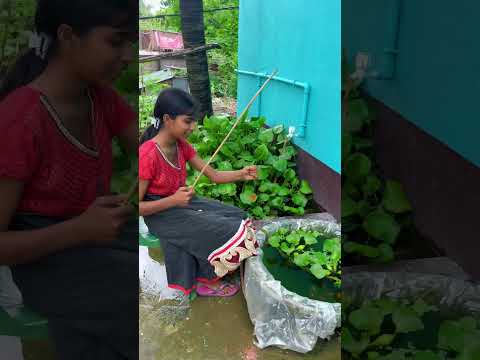 ছিপদিয়ে মিনি পন্ড থেকে পূজা ধরেনিলো রঙিন মাছ🎣😲(468) chip diye mach dhora #hookfishing
