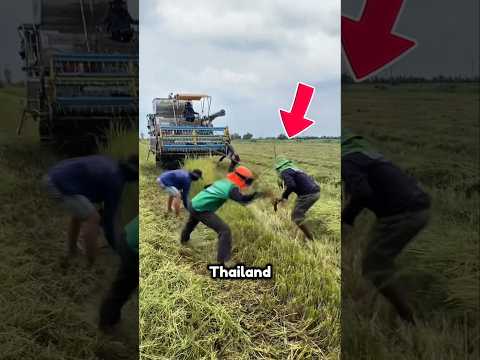 Tikus Sawah Bukan Hama! #shorts