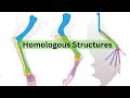 Understanding Homologous Structures