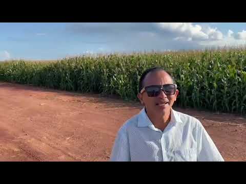 Manoel Gomes caneta azul mostrar uma GIGANTE PLANTAÇÃO DE MILHO 🌽 EM BALSAS