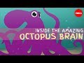 Understanding Octopus Intelligence