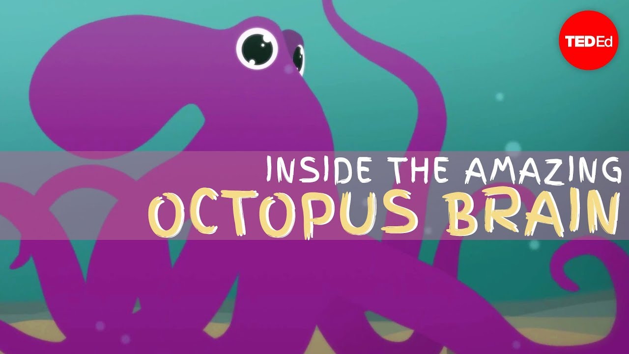 Why the octopus brain is so extraordinary - Cludio L. Guerra