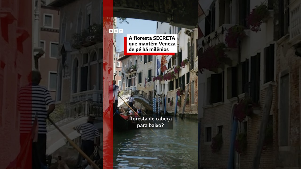 🌳 A floresta secreta que mantém Veneza de pé há séculos