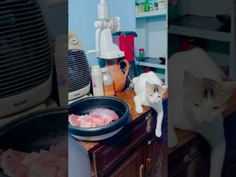 মাংস পাহাড়া দেয়🫨🫣 #anmals #sandy #yourcat #funny #foryou #comedy #yourpet #trending #cute