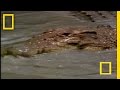 Crocodile Behavior in Papua New Guinea