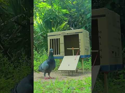 create easy bird trap using cardboard box & woods #shorts