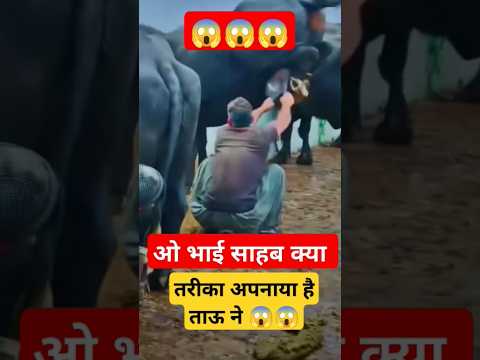 ओ# भाई #साहब #क्या #तरीका #अपनाया# है# ताऊ# ने# danger #live#milking #shortsviral #trendingshorts #