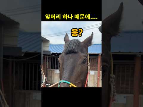 앞머리 하나 때문에 분위기가 달라진 말 #말