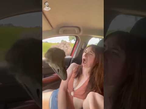 funny animal encounter 😂😂😂 #funny #failmemes #shortfeed