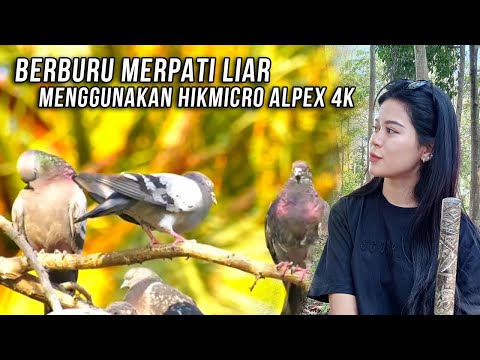 SI CANTIK KEMBALI BERAKSI....BERBURU MERPATI LIAR