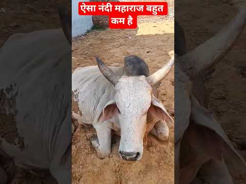 गौ सेवक भिवानी #trending #shorts #short #youtubeshorts #trendingshorts #shortvideo #animals #cow