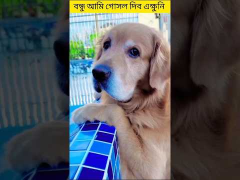 বন্ধু তুমি কি গোসল দিবা।   #shorts #dog #youtubevideo