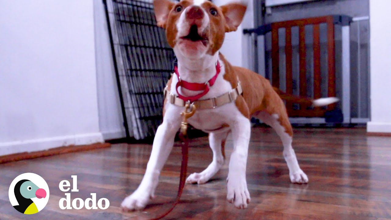 Perrita salvada de peleas de perros cae en los brazos correctos