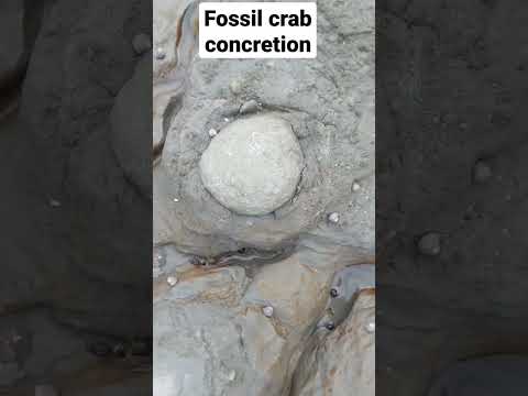 Fossil crab being eroded out of the cliff 🦀 #fossil #science