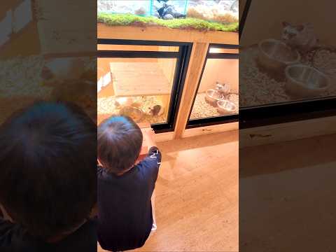 Cari hamster baru lahir #shortvideo #shortsfeed #ytshorts #funny