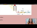 DNA and Cell Structure Concepts