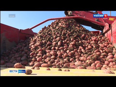 Итоги за год: ученые Коми вывели новый сорт картофеля