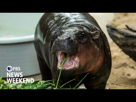 YouTube video thumbnail:  Moo Deng, the Baby Hippo who Took Social Media by Storm