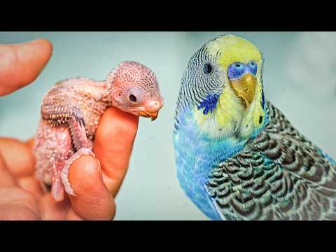 How to Care for Tamed Baby Budgies: A Guide for Owners